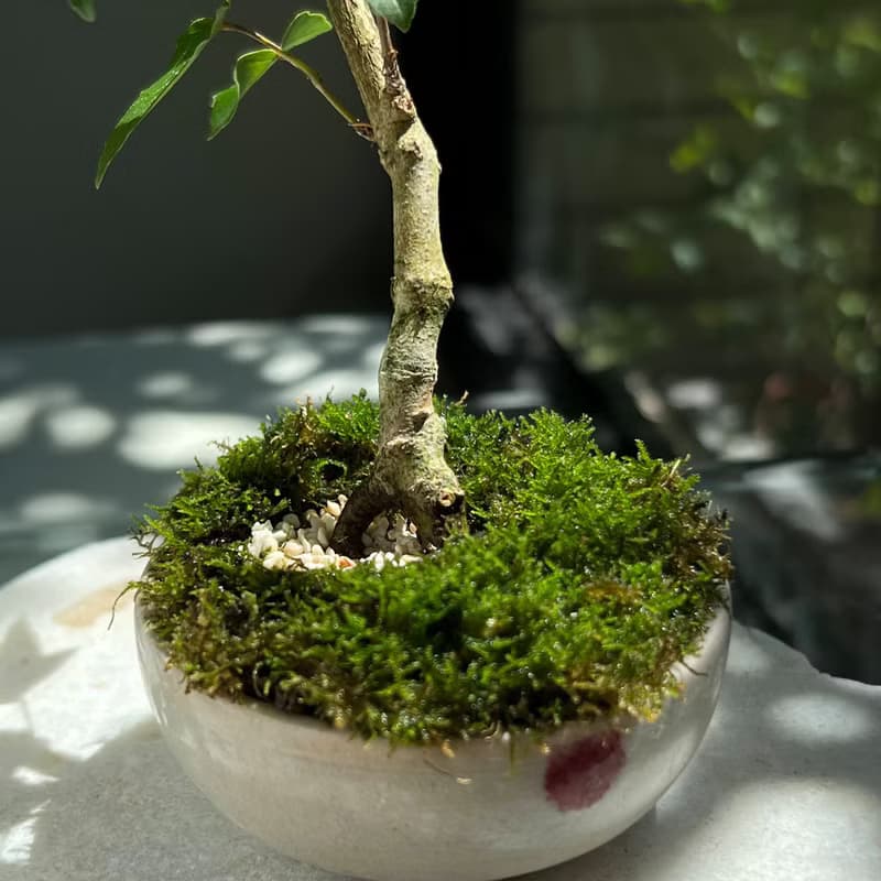 日本宗像一蒼鉢∣銀楓迷你盆栽 茶道風格