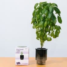 自己種 廚房香草系列: Veggroom 水耕九層塔種植套裝