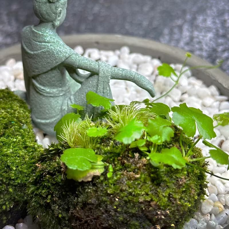 自然苔玉美學 –悠然 / 侘寂風 / 禪風 / 盆栽 / 擺飾