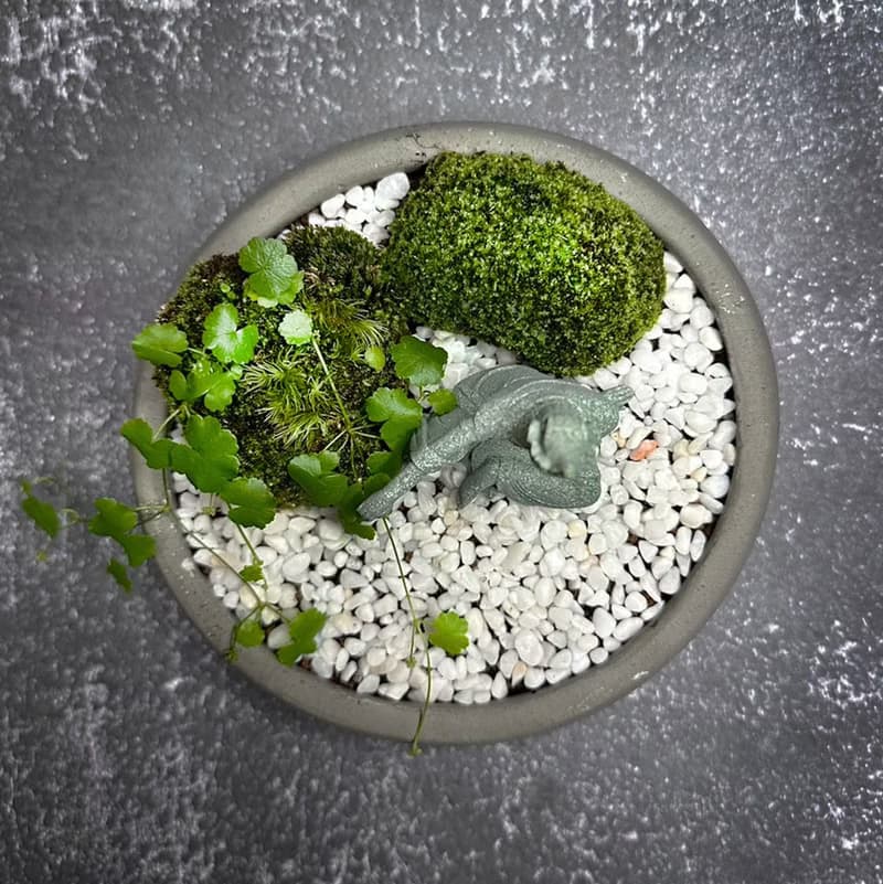 自然苔玉美學 –悠然 / 侘寂風 / 禪風 / 盆栽 / 擺飾