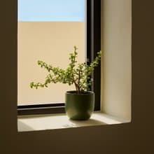 銀杏木 | 生日賀禮 室內盆栽 發財樹