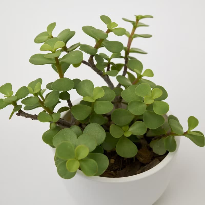 銀杏木 | 生日賀禮 室內盆栽 發財樹