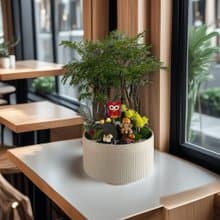 【公司送禮推薦】招財福祿桐組合盆栽 開幕新居喬遷送禮風水盆栽