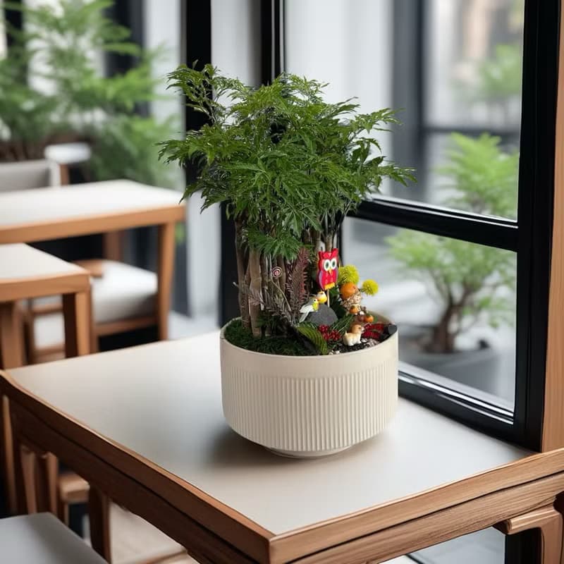 【公司送禮推薦】招財福祿桐組合盆栽 開幕新居喬遷送禮風水盆栽