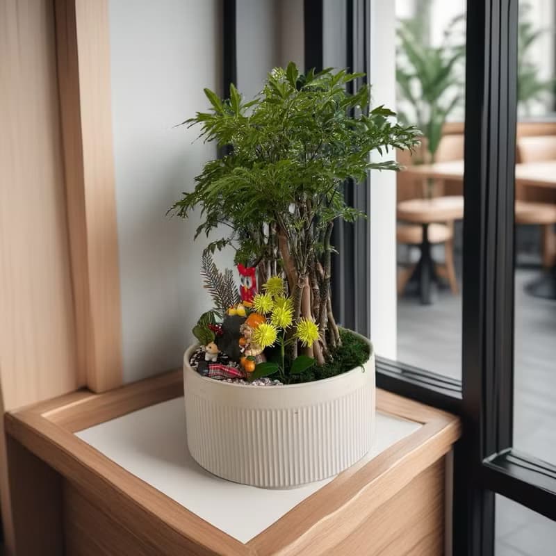 【公司送禮推薦】招財福祿桐組合盆栽 開幕新居喬遷送禮風水盆栽