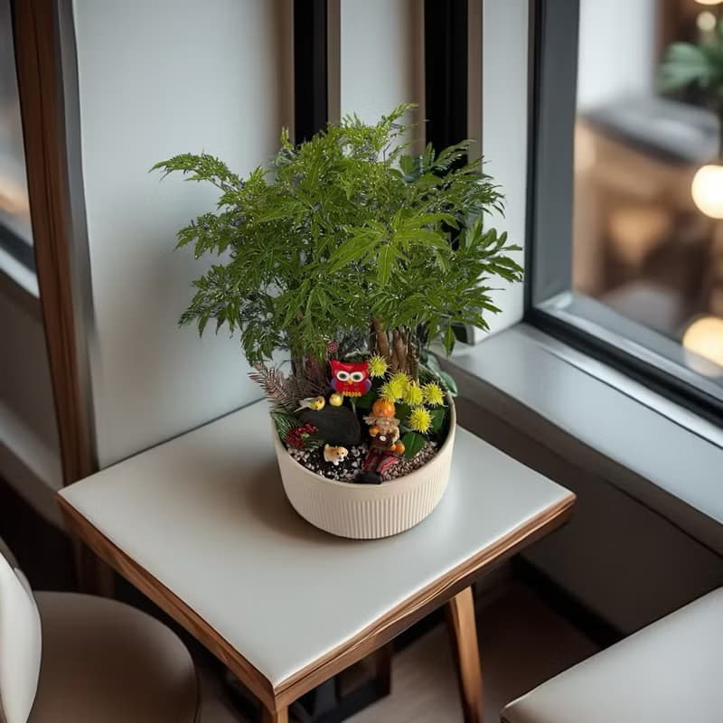 【公司送禮推薦】招財福祿桐組合盆栽 開幕新居喬遷送禮風水盆栽