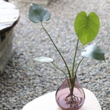 水培植栽│小龜背芋_室內植物  辦公室盆栽  店內擺設