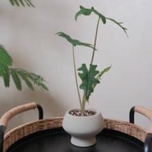 傑克林觀音連