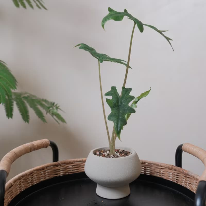 傑克林觀音連