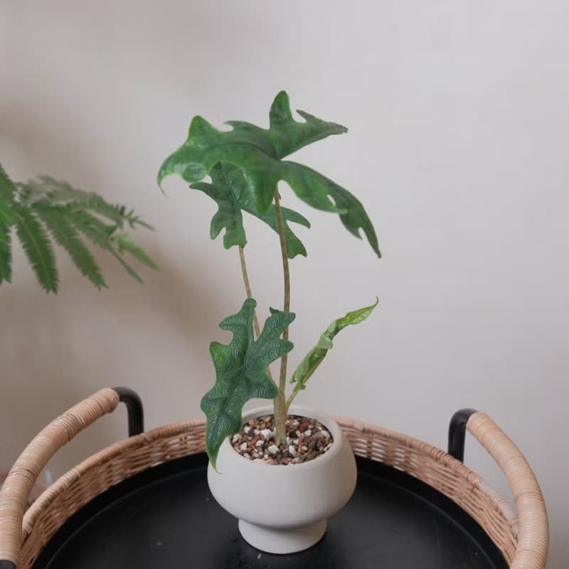 傑克林觀音連