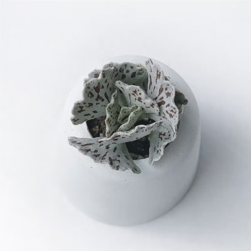 (現貨) 純灰系列 | 雀扇 巧克力脆片 小山丘造型水泥多肉植栽