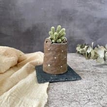 可可摩卡多肉植物盆栽花器
