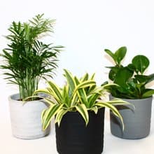 手作水泥幸運盆器設計 復古款(3色可選)