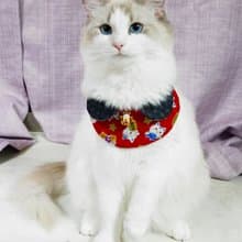 主子賣萌-萌寵招財系列-雙面領巾(招財貓)