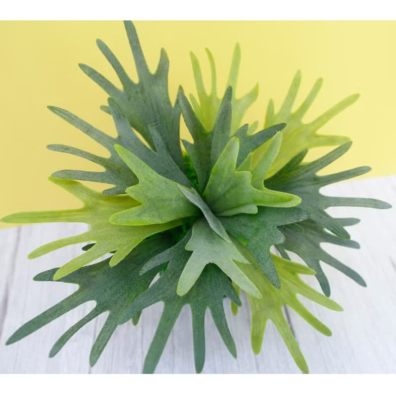 高擬真鹿角蕨盆栽/擬真植物/禮物/綠化/永不凋零/佈置/蕨類