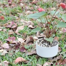 土培植栽│粉紅/紅火鶴花_室內植物 辦公室盆栽  店內擺設
