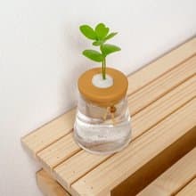 墨西哥鐵樹 三角水耕盆栽 室內植物 觀葉植物 禮物 水培