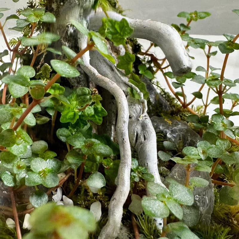 雪綠初映 / 手工微景觀生態盆 18cm龍蛋款