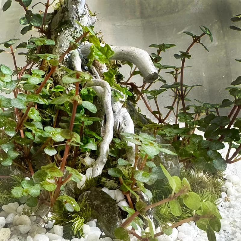 雪綠初映 / 手工微景觀生態盆 18cm龍蛋款