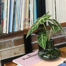 水培植栽│黑葉觀音蓮_室內植物 辦公室盆栽  植栽盆栽 水耕 中盆