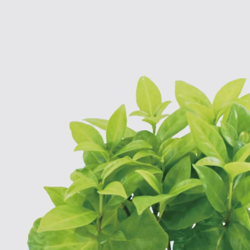 │ 玻璃系列 │ 咖啡苗 - 室內植物 水耕盆栽 懶人植物