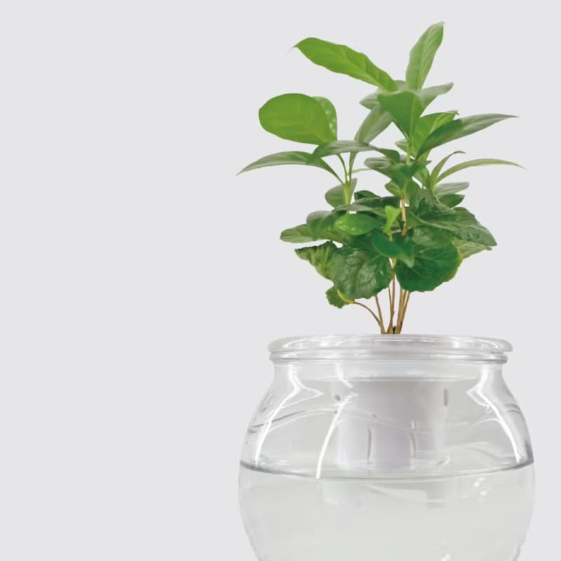 │ 玻璃系列 │ 咖啡苗 - 室內植物 水耕盆栽 懶人植物