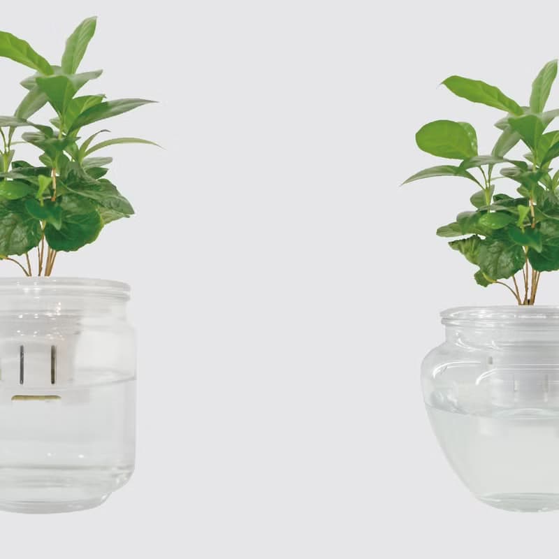 │ 玻璃系列 │ 咖啡苗 - 室內植物 水耕盆栽 懶人植物