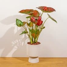 和牛彩葉芋白色高腳陶盆 桌上盆栽 室內植物 禮物