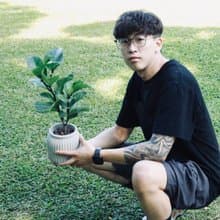 植栽 盆栽 l 琴葉榕(中盆) 寬瓶口經典水泥盆 提琴盒形狀葉片