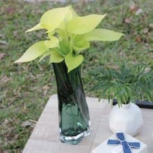 水培植栽│萊姆黃金葛_室內植物 辦公室盆栽 店內擺設 送禮