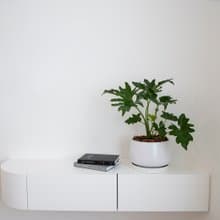 【室內盆栽】小天使蔓綠絨 植栽 開幕盆栽 升遷送禮 開幕送禮