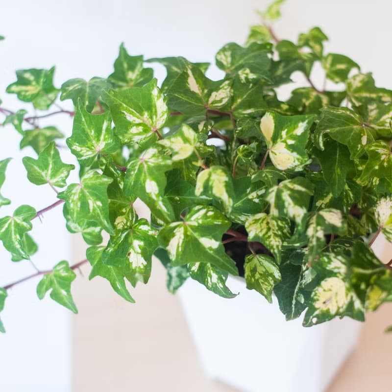 撒金常春藤 | 室內植栽 | 居家佈置 | 辦公室盆栽
