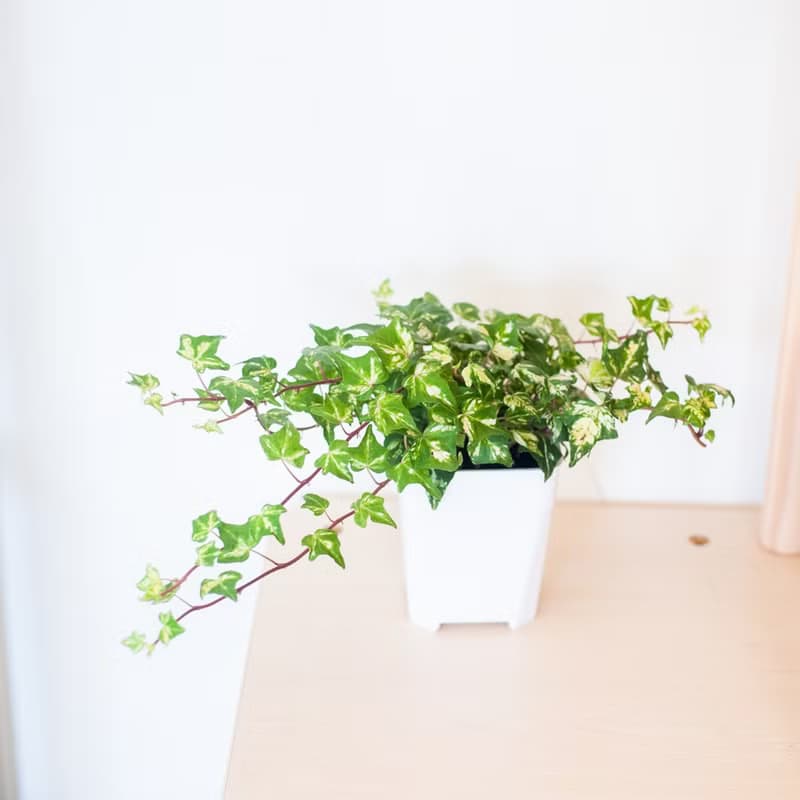 撒金常春藤 | 室內植栽 | 居家佈置 | 辦公室盆栽