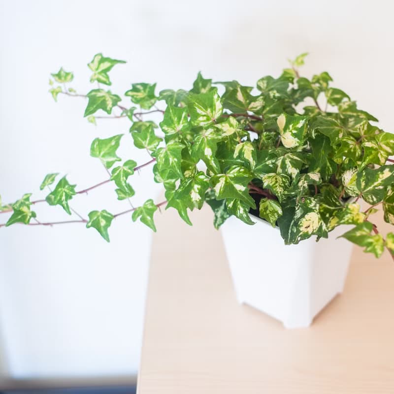 撒金常春藤 | 室內植栽 | 居家佈置 | 辦公室盆栽