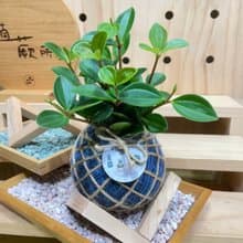 植蕨所在   翡翠椒草 水苔球 水苔球植物  室內擺設 居家擺設