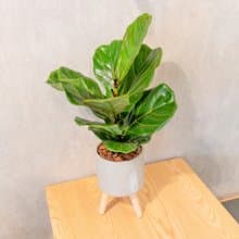 大葉琴葉榕水泥盆栽 落地盆栽 小高木腳水泥盆栽 開幕送禮 喬遷禮