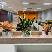 【商空綠化】綠植設計 美化佈置 質感盆栽