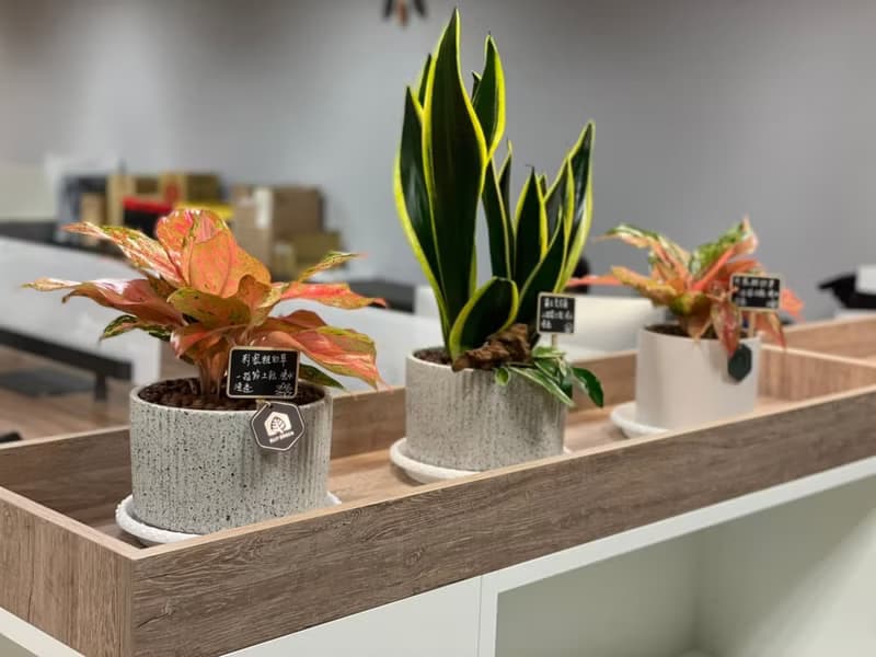 【商空綠化】綠植設計 美化佈置 質感盆栽