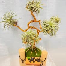 創意空鳳架  樹下泡茶款 辦公室 桌上展示架