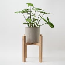 綠精靈合果芋 | 淨化空氣 耐陰 適合新手 觀葉植物