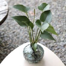 水培植栽│粉紅/紅火鶴花_室內植物 辦公室盆栽  店內布置  送禮