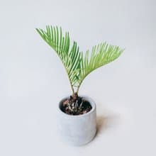 盆空間・蘇鐵 室內觀賞植物綠化盆栽植栽 青山盆/水泥盆 3吋-4.5
