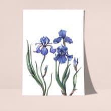 鳶尾花海報數位 JPEG 可列印牆面畫廊牆面藝術鳶尾花印刷品