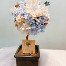 Miss。花謎 【若藍】花球樹 小圓樹 開幕花禮 盆花 名片座