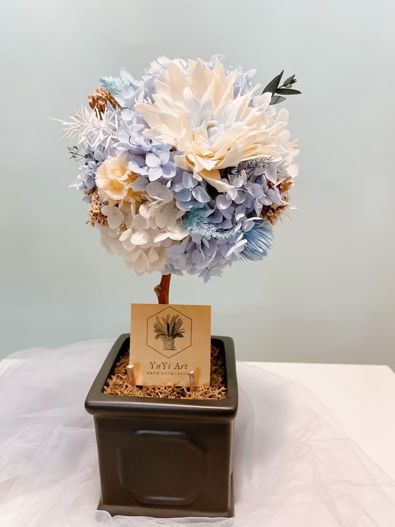 Miss。花謎 【若藍】花球樹 小圓樹 開幕花禮 盆花 名片座