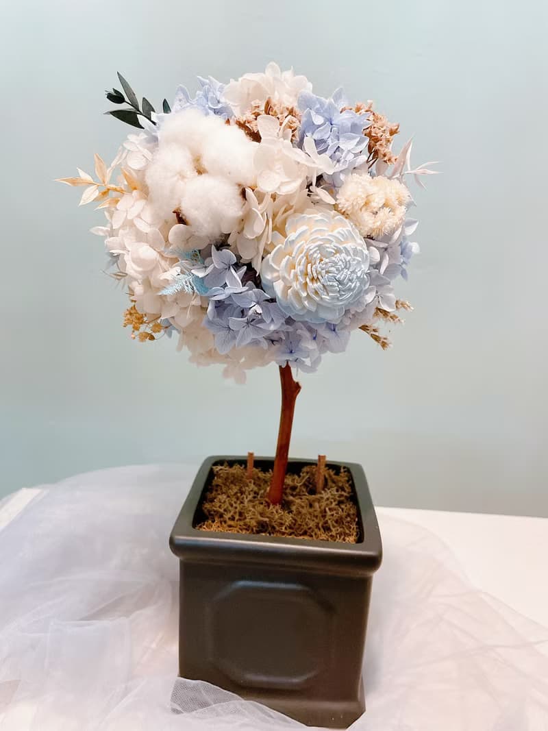 Miss。花謎 【若藍】花球樹 小圓樹 開幕花禮 盆花 名片座