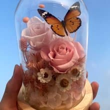 蝴蝶標本玻璃盅/ 樺斑蝶/情人節/教師節禮物/開幕禮