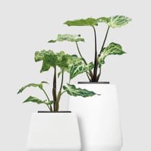 │ 方盆系列 │ 蠟染合果芋 - 水耕 空氣淨化 陶瓷 無土盆栽