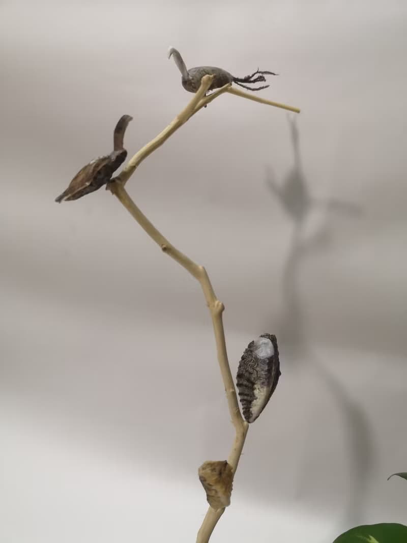 -蛀蛀石- 花台 花座 展示架  盆栽架 多肉植物 花架 置物台