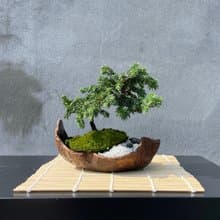 小品盆栽-日式庭院松組合17 送禮 開幕